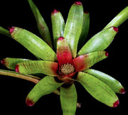 Neoregelia uleana - Tropiflora