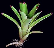 Neoregelia uleana - Tropiflora