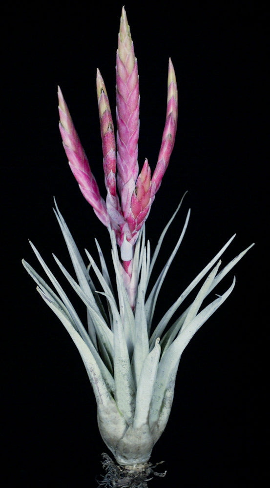 Tillandsia chiapensis x 'Tropiflora'