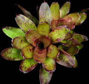 Neoregelia 'Don Garrison' - Tropiflora