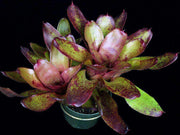 Neoregelia 'Don Garrison' - Tropiflora