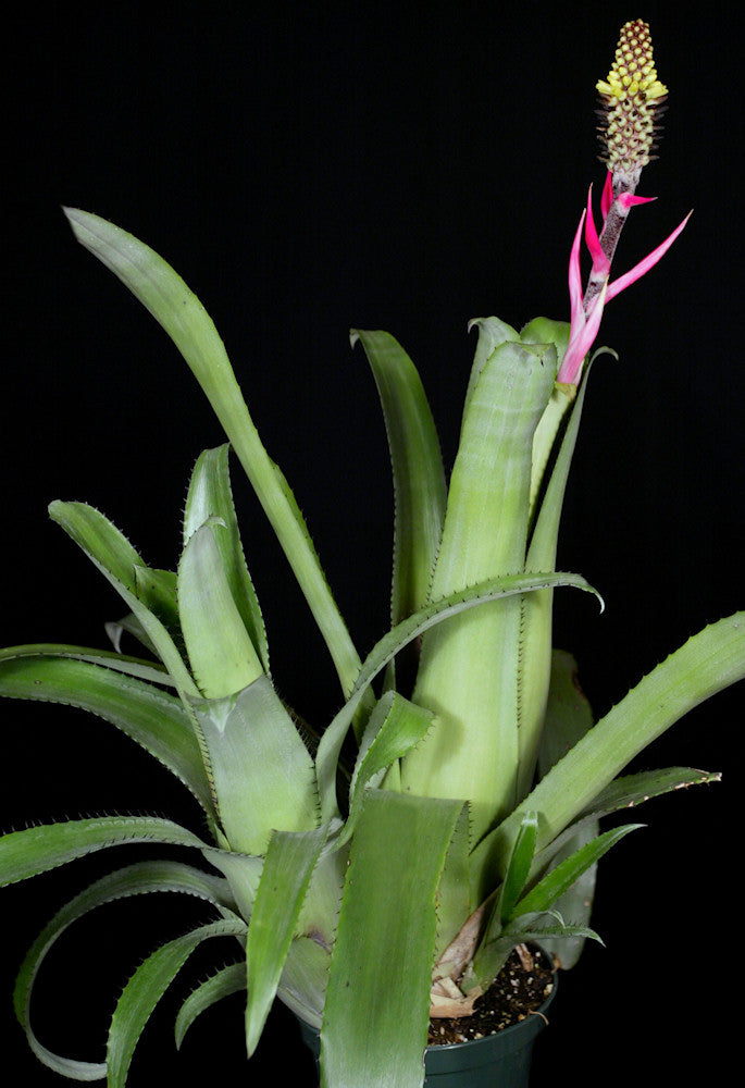 ブロメリア・エアープランツ Aechmea Bromeliifolia Dwarf Form Aechmea bromeliifolia Dwarf – Tropiflora