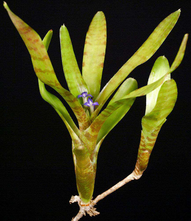 Neoregelia ampullacea 'New Type' - Tropiflora