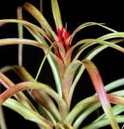 Tillandsia 'Yabba' red form - Tropiflora