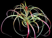 Tillandsia 'Yabba' red form - Tropiflora