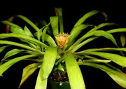 Canistrum camacaense - Tropiflora