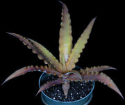 Cryptanthus 'Margie Lee' - Tropiflora