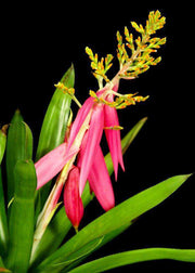 Aechmea nallyi - Tropiflora