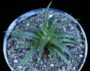 Encholirium 'Angelita' - Tropiflora
