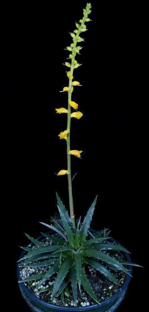 Encholirium 'Angelita' - Tropiflora