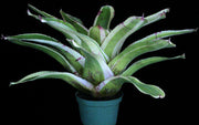 Neoregelia 'Rambunctious' - Tropiflora