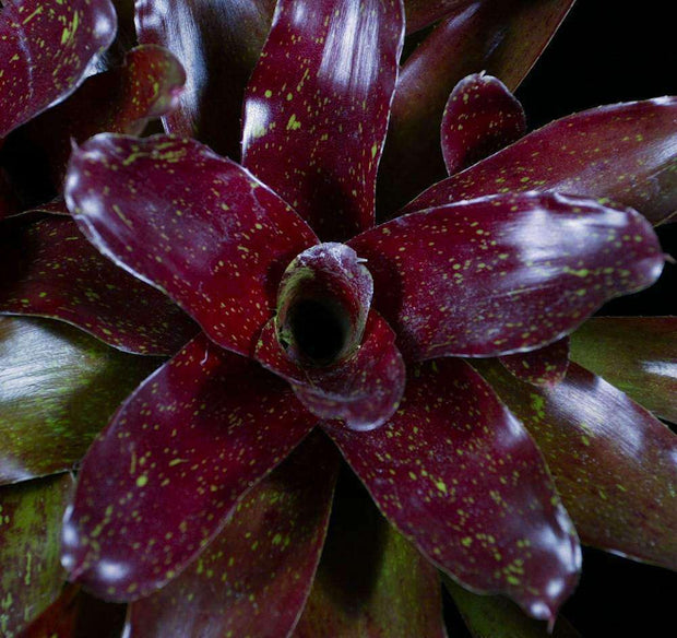 Neoregelia 'Diana' x 'Fancy Free' - Tropiflora