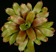 Neoregelia 'Moyna Prince' - Tropiflora