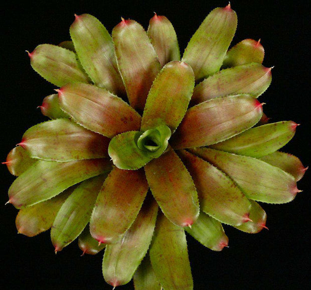 Neoregelia 'Moyna Prince' - Tropiflora