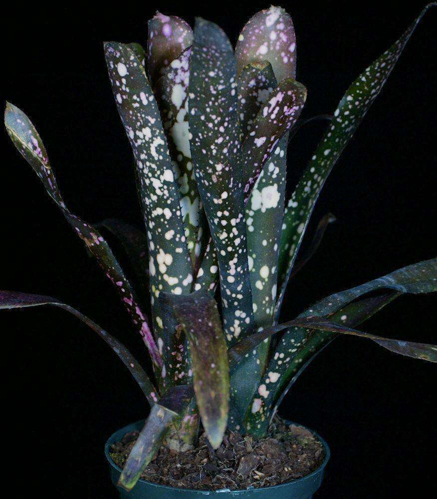 ブロメリア・エアープランツ Billbergia Moulin Rough Billbergia 'Moulin Rouge' – Tropiflora