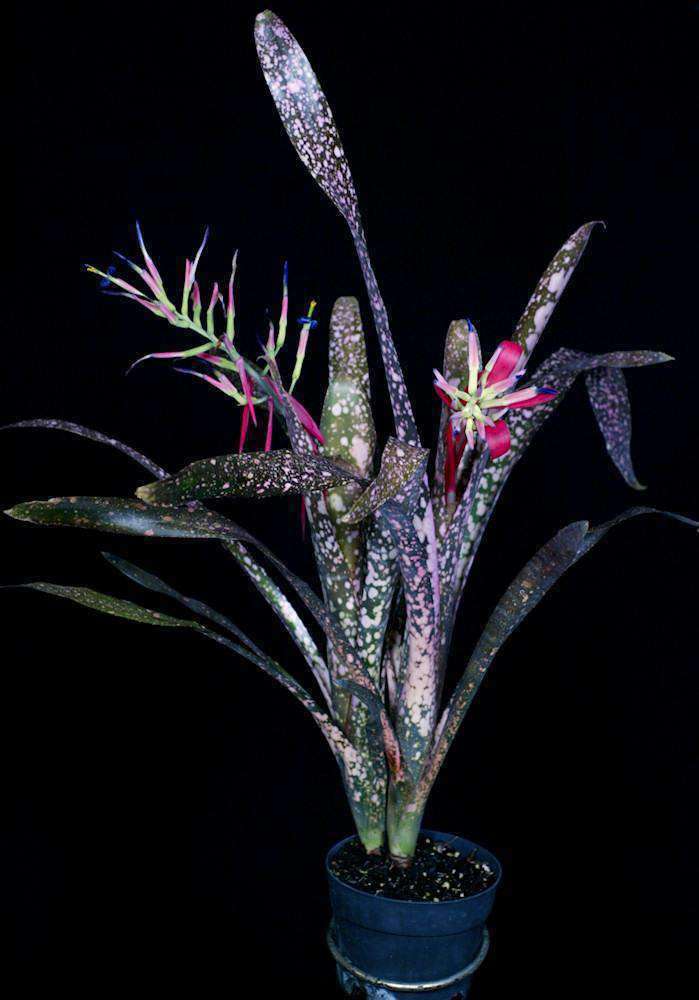 Billbergia 'Moulin Rouge' – Tropiflora