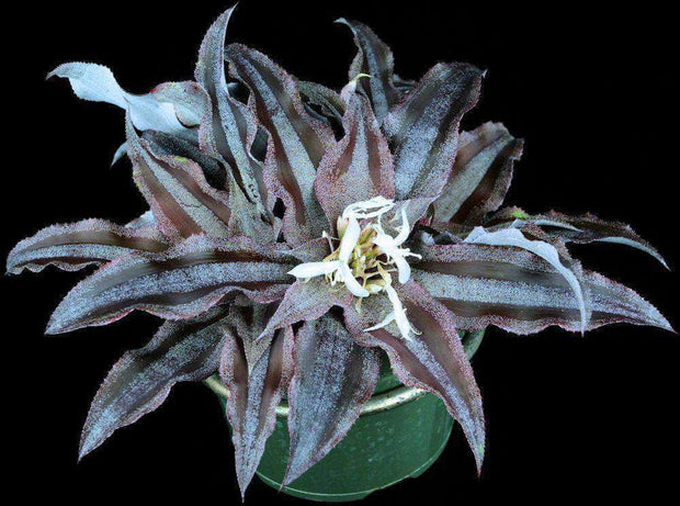Cryptanthus 'Faux Menescal' - Tropiflora