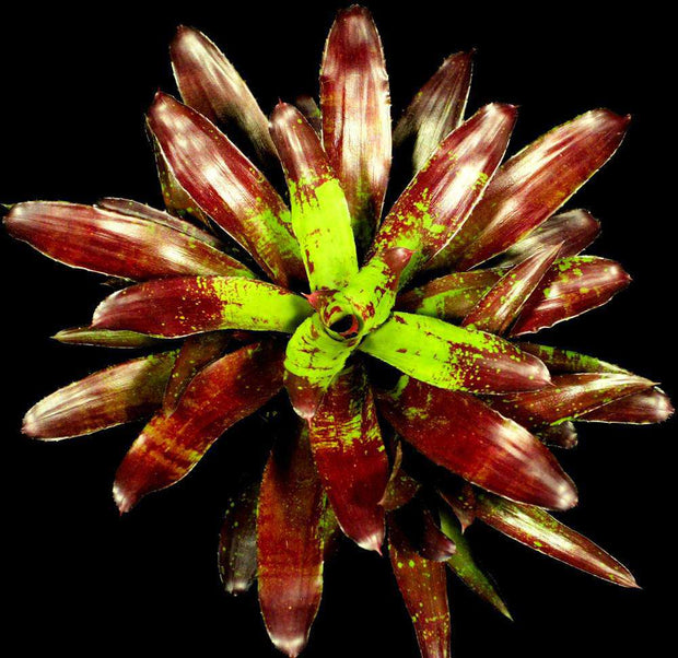 Neoregelia ('Fairy Paint' x sarmentosa) x chlorosticta - Tropiflora