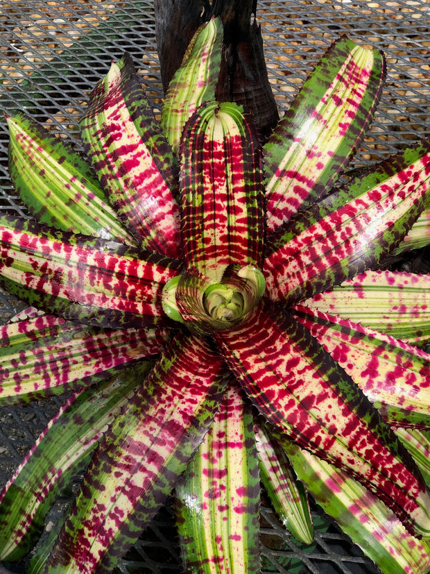 Neoregelia 'Gadzooks'