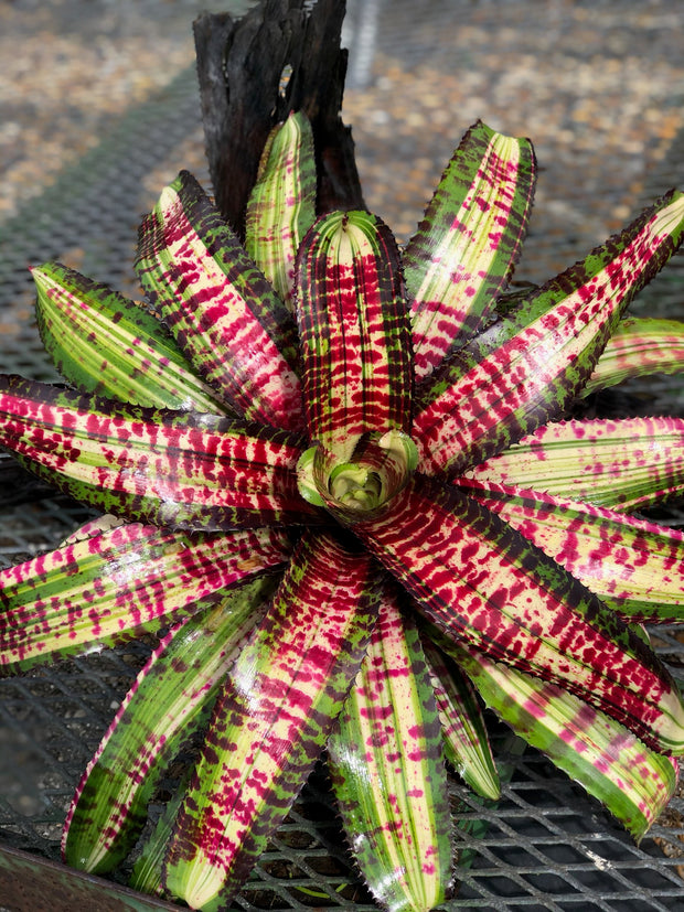 Neoregelia 'Gadzooks'