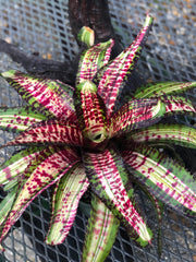 Neoregelia 'Gadzooks'