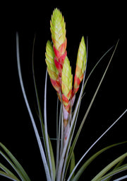 Tillandsia jaliscomonticola 'Branched Form'