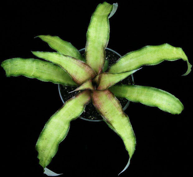 Cryptanthus 'Aten' - Tropiflora