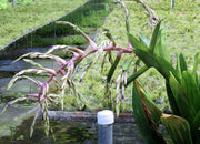 Tillandsia australis - Tropiflora