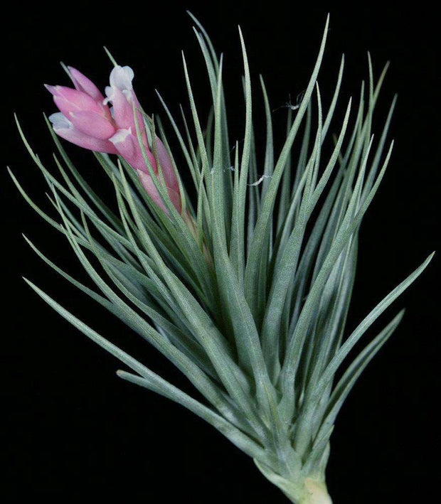 Tillandsia tenuifolia v. tenuifolia (White Flowers)