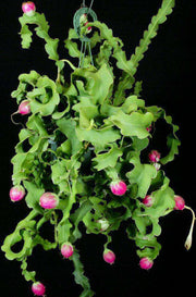Epiphyllum guatemalensis 'Monstrose' - Tropiflora