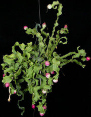 Epiphyllum guatemalensis 'Monstrose' - Tropiflora