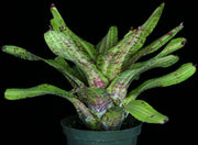 Neoregelia 'Ripsnorter' - Tropiflora