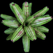 Neoregelia 'Ripsnorter' - Tropiflora