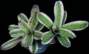 Neoregelia 'Beetlejuice' - Tropiflora