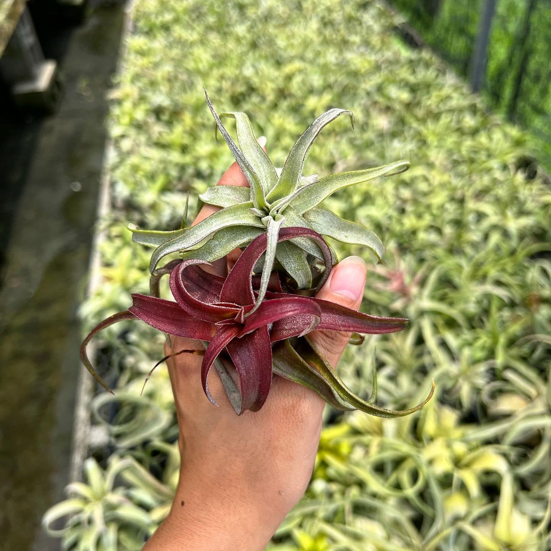 ま*︎様 Tillandsia 'Red Robin'(レッドロビン) Tillandsia 'Red Robin' – Tropiflora