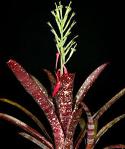 Billbergia 'Sangre' - Tropiflora