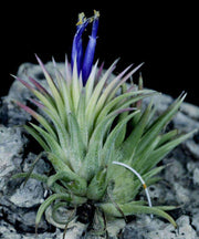 Tillandsia ionantha variegated - Tropiflora
