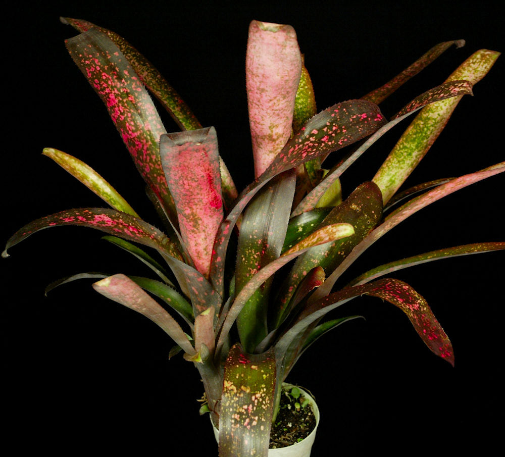 Billbergia 'Afterglow' – Tropiflora
