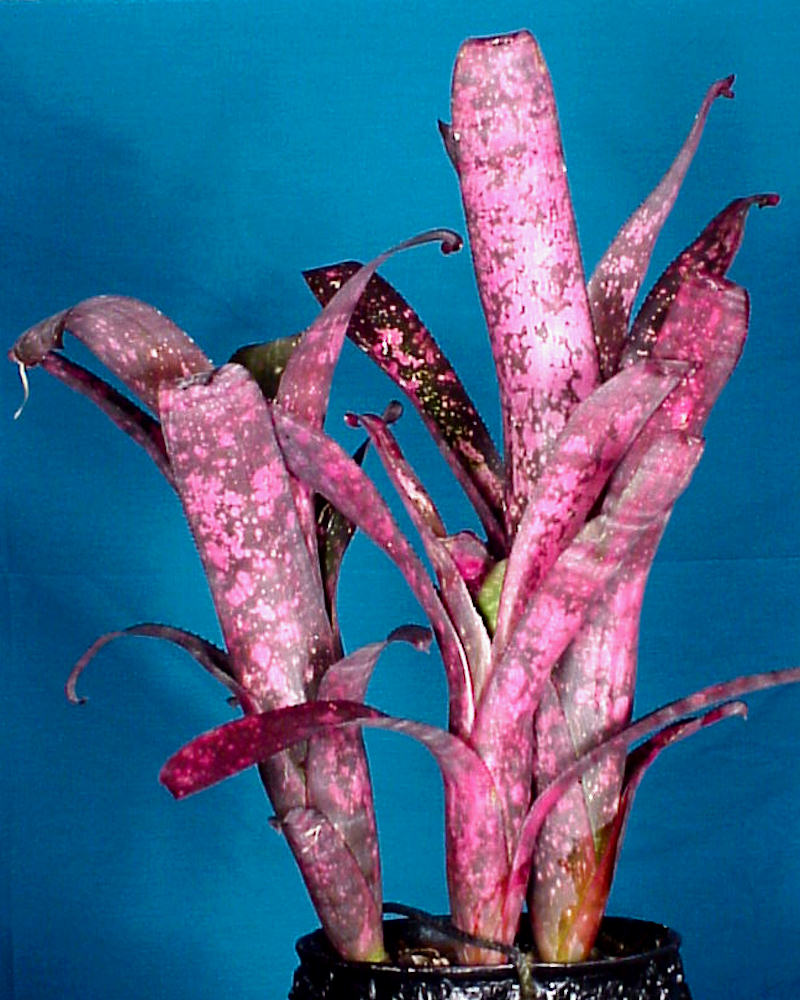 Billbergia 'Afterglow' – Tropiflora
