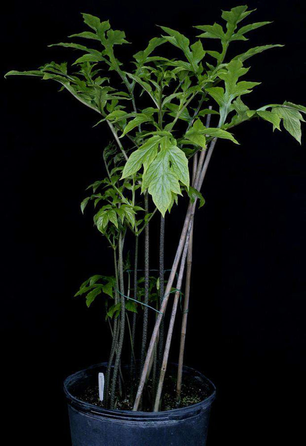 Tacca lecontopetaloides - Tropiflora