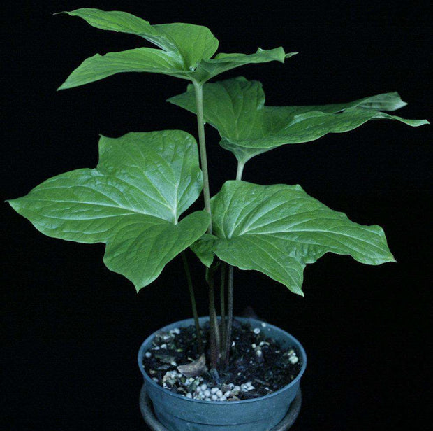 Tacca lecontopetaloides - Tropiflora