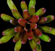 Neoregelia 'Latin Lover' - Tropiflora