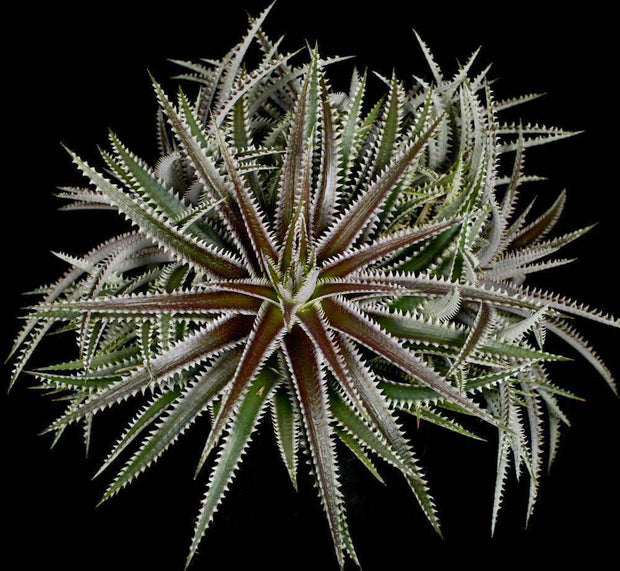 Dyckia 'Snaggletooth' - Tropiflora