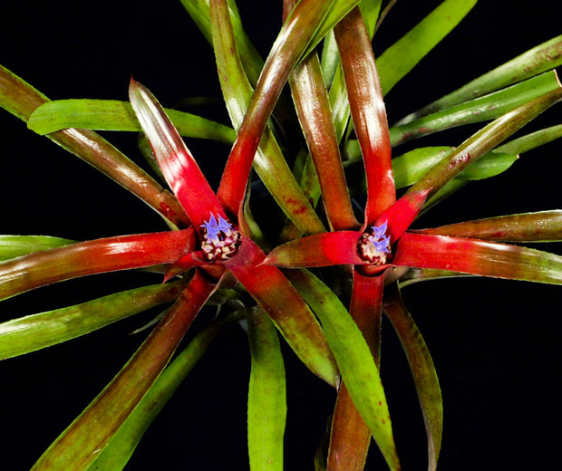 Neoregelia pineliana x eltoniana