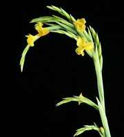 Tillandsia 'Nugget' (crocata x duratii) - Tropiflora