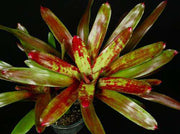 Neoregelia 'Sailor's Warning' - Tropiflora