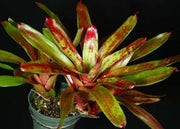 Neoregelia 'Sailor's Warning' - Tropiflora