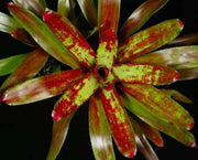 Neoregelia 'Sailor's Warning' - Tropiflora