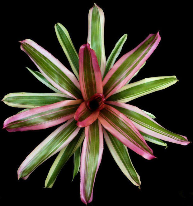 Neoregelia 'Royal Beauty' - Tropiflora