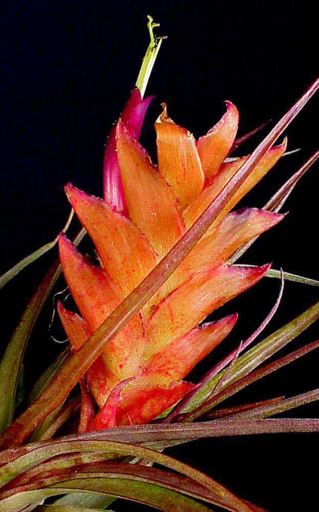 Tillandsia kegeliana – Tropiflora